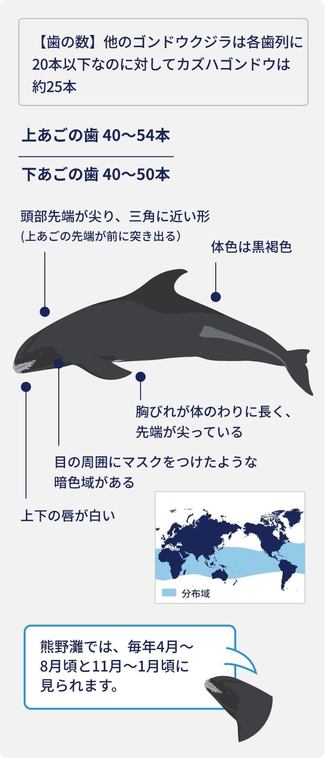 博物館のクジラたち | 太地町立くじらの博物館