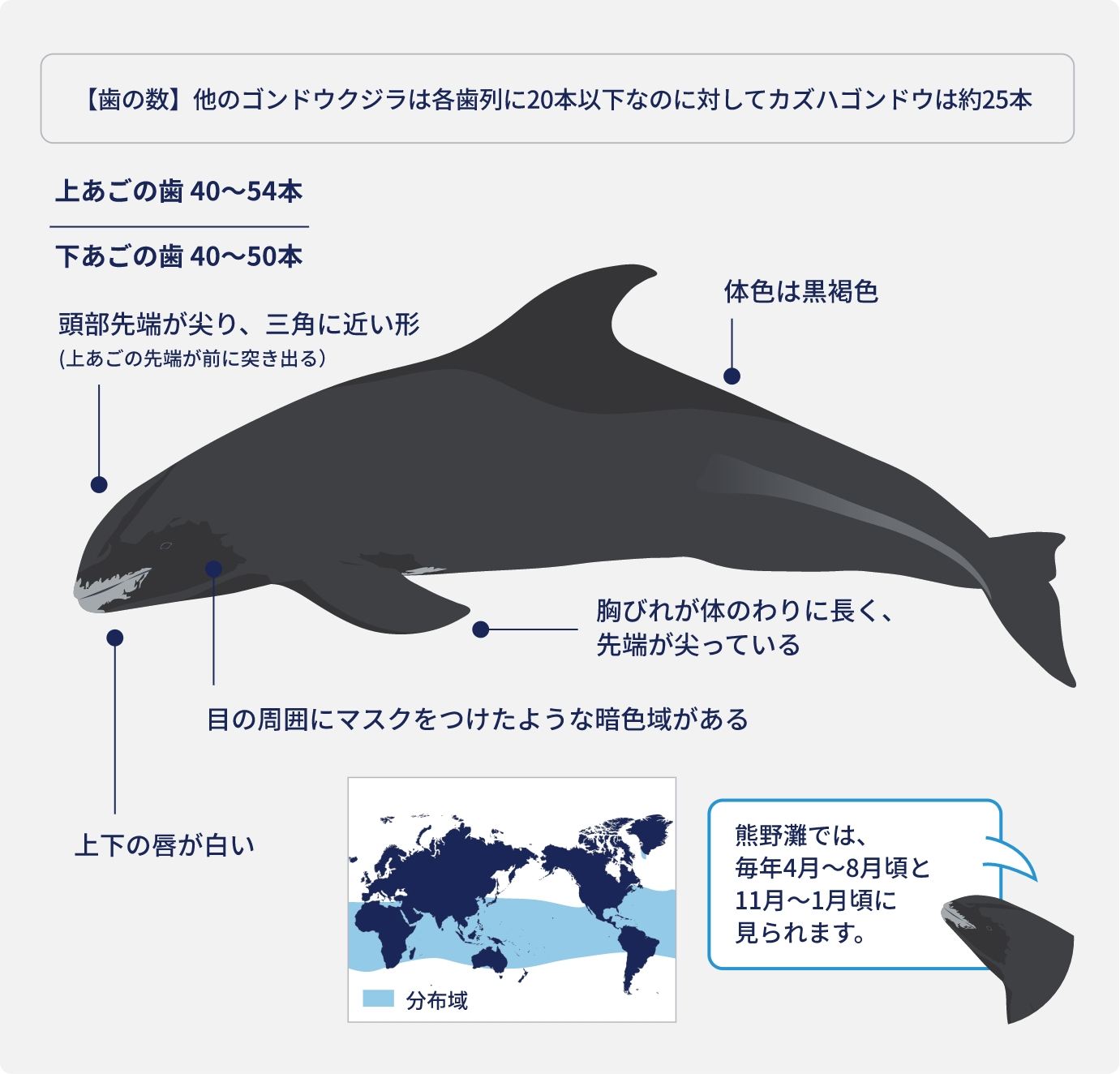 カズハゴンドウ詳細