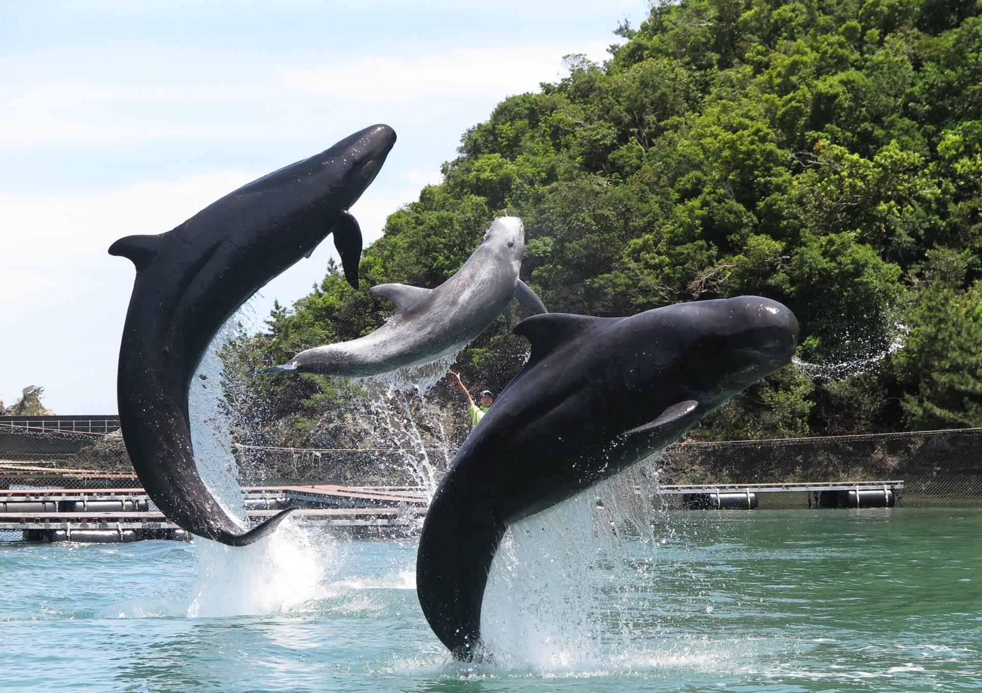 太地町立くじらの博物館