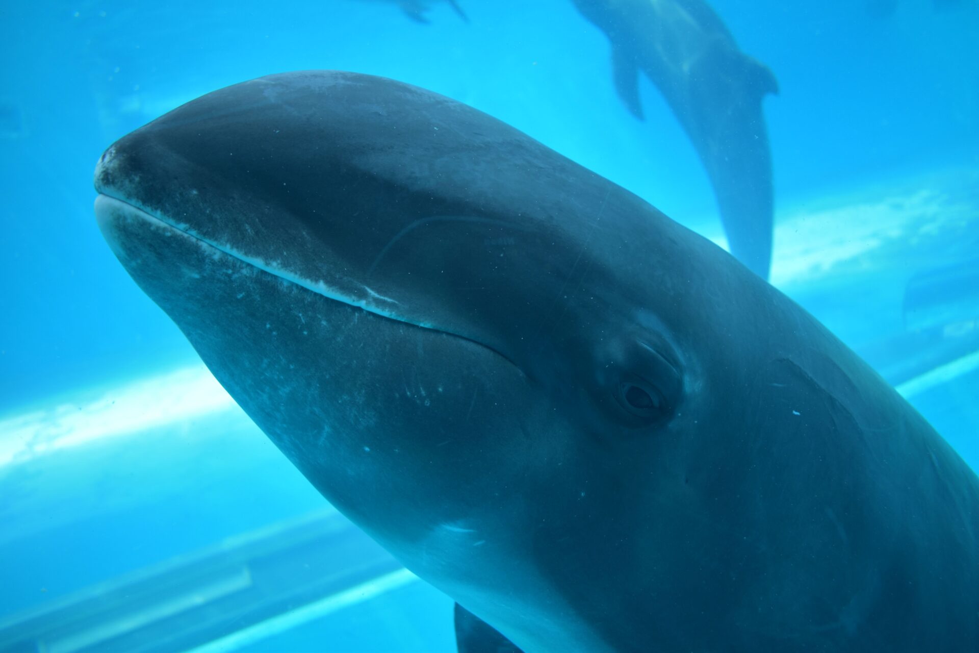 博物館のクジラたち | 太地町立くじらの博物館