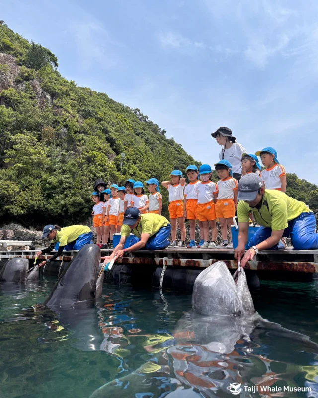 🪥クジラの歯みがき実施中🪥
6月4日～6月10日は歯と口の健康週間です🦷🦷
これにちなみ、毎年6月に行っているイベント「クジラの歯みがき」今年も行っています♪
6月10日までの期間限定イベントとなりますので、ぜひご覧ください✨
土日ももちろん行います😄

イベント初日の2日は地元の園児たちにもお越しいただき、特別に歯みがきを体験してもらいました❤️
種類によって異なる歯を見比べて、興味津々の園児たちでした😊

ちなみに、「クジラもよく虫歯になるの？」とよく聞かれるのですが、鯨類は餌を噛み砕かず、丸のみにするので虫歯になりにくいと言われています💡

皆さんも歯と口の健康について考えてみてくださいね〜⭐️

#歯 #歯と口の健康週間 #衛生 #イベント 
#くじらの博物館 #太地町立くじらの博物館 
#博物館 #水族館 
#イルカ #クジラ 
#和歌山 #南紀