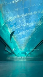 イルカにタッチ | 太地町立くじらの博物館